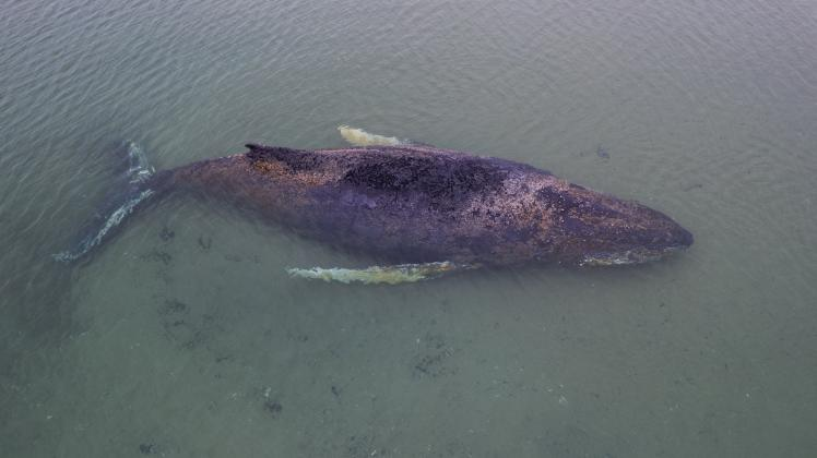 Fianna🍉🟩⬜🟥 tweet media