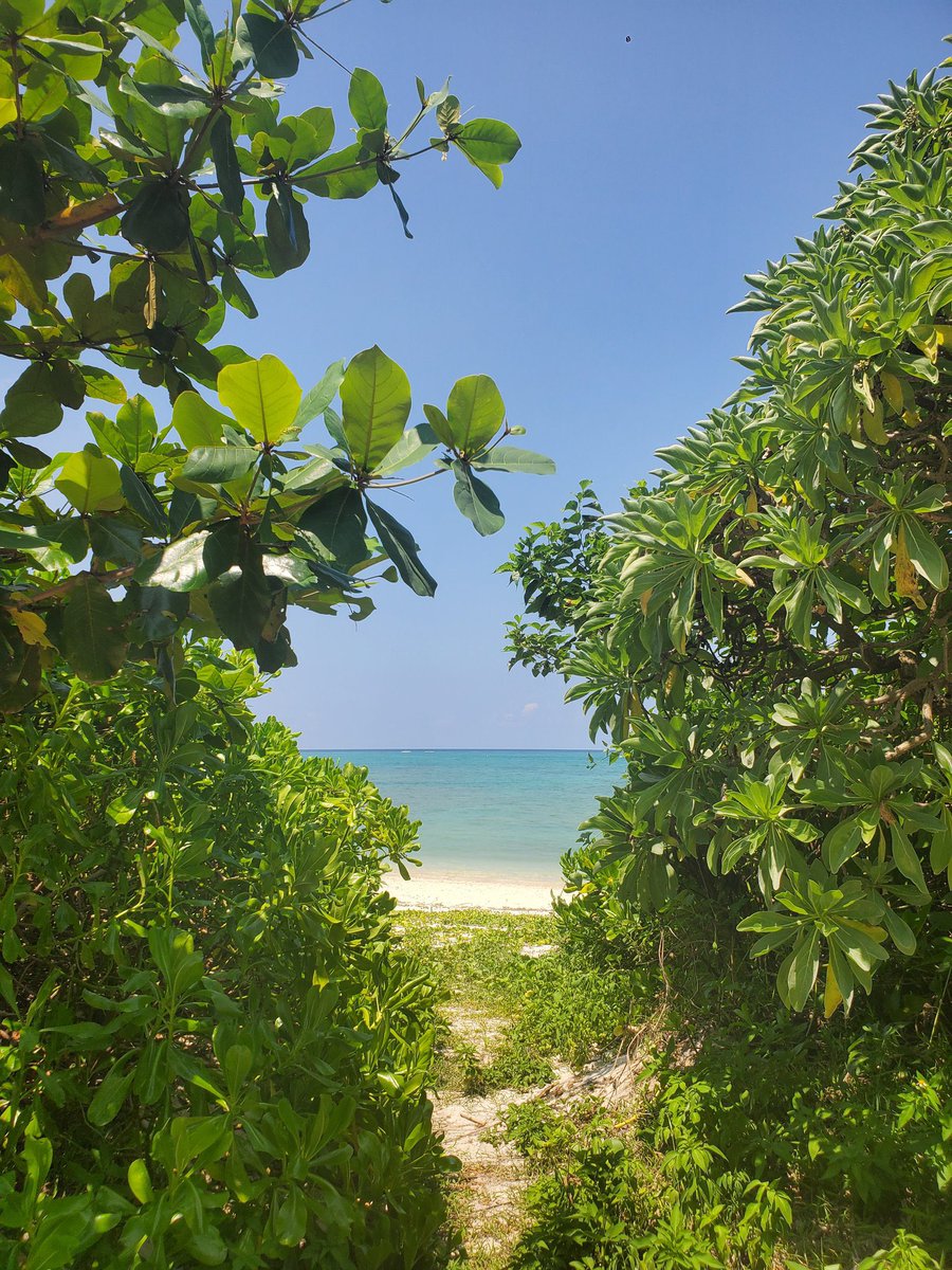 ブルーシール【公式】🍦 tweet media