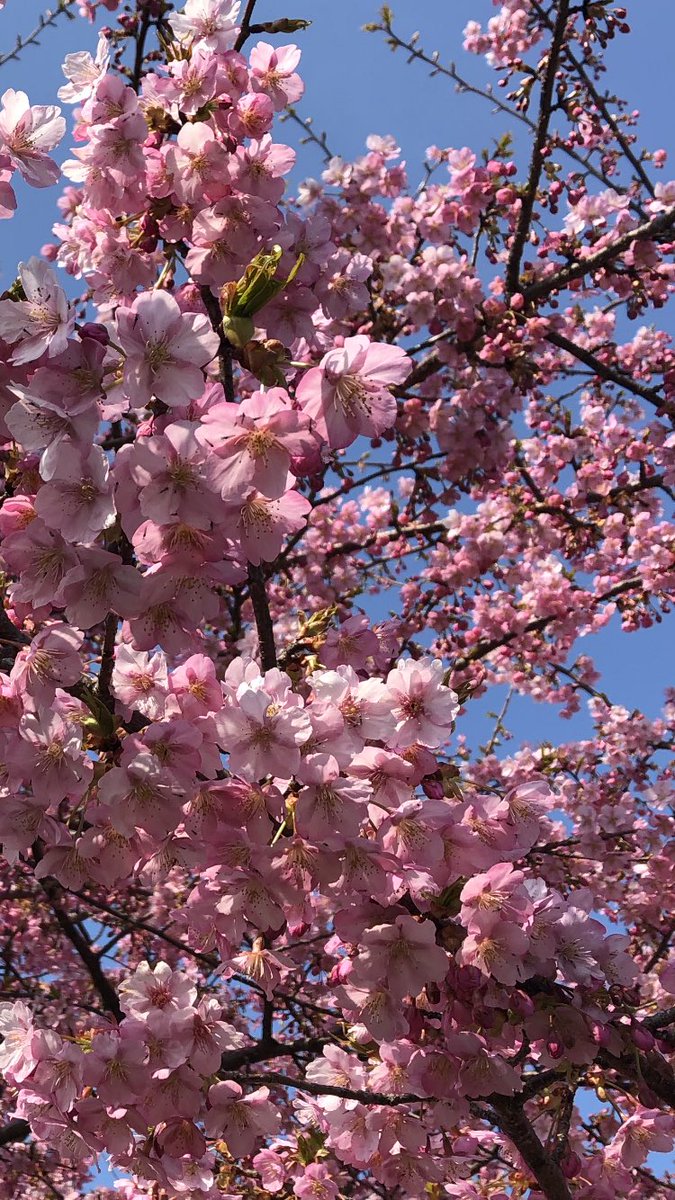 大和定寿 tweet media