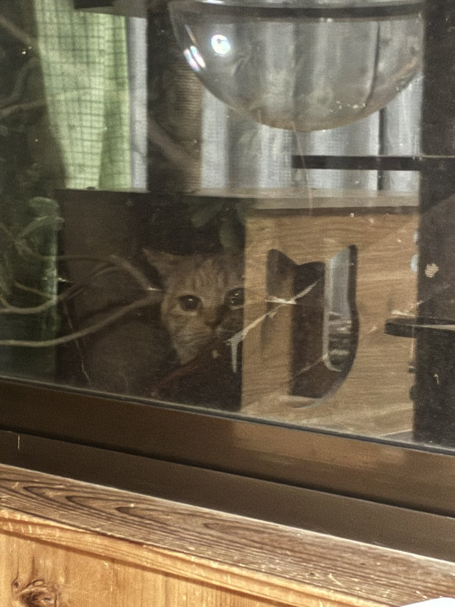 カーテンしてないのが悪いのだけど野良猫達に覗かれる😂
(2枚目の子は現在保護してる子😌)