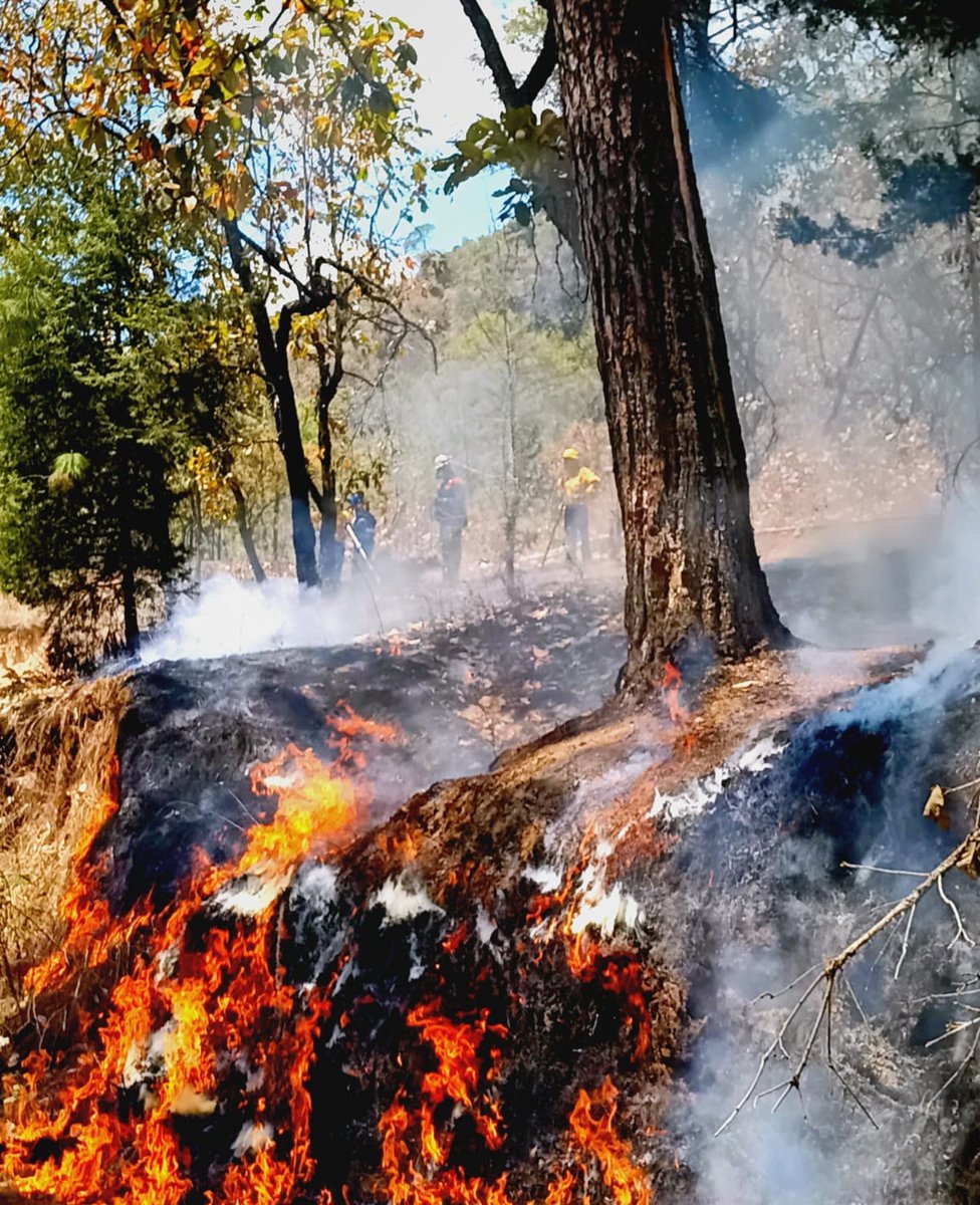 PROBOSQUE tweet media