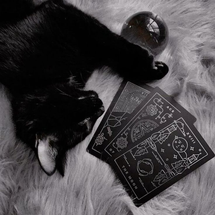 ⚜ 𝐌𝐎𝐎𝐍𝐋𝐈𝐆𝐇𝐓 ⚜ tweet media