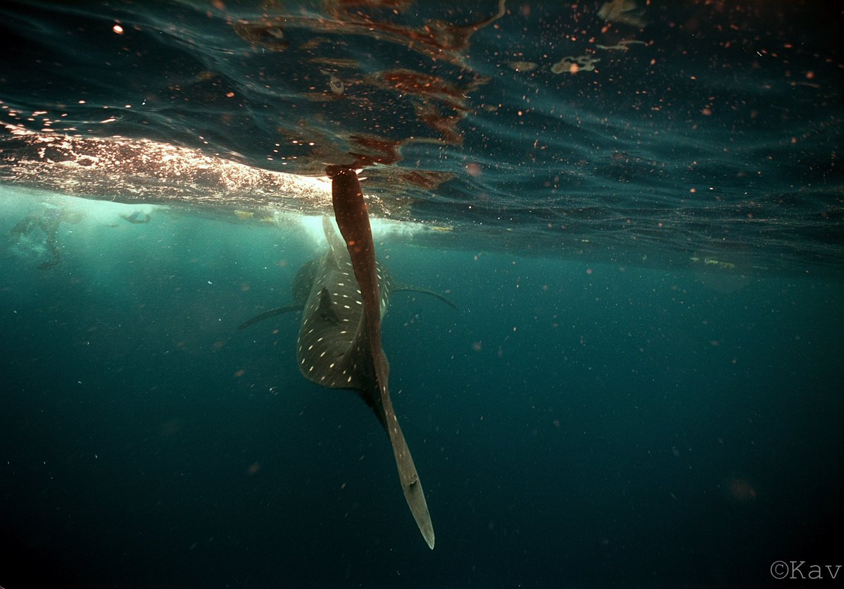 <a href="/WuPikachu23140/">PikachuWu</a> This handsome guy was off the coast of Djibouti, over in Easter Africa. 

I've also swam with them off the coast of Mexico. And I had a camera upgrade to boot!