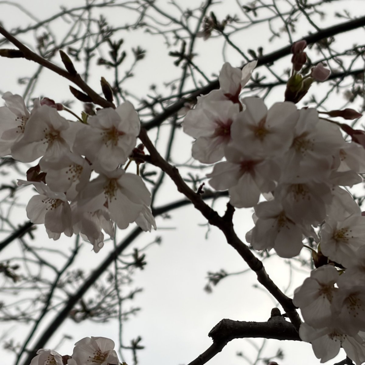 chatnoir690's tweet photo. サクラ🌸
まだまだだった。。。
来週また行ってみるかな〜( > <。)

#若宮大路
#鶴岡八幡宮
#鎌倉
#桜
#カマクライフ https://t.co/h0xjDouB5R