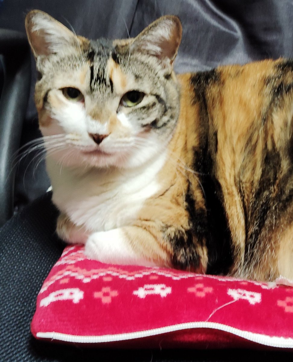 カナガワTM364/湘南Es364 tweet media