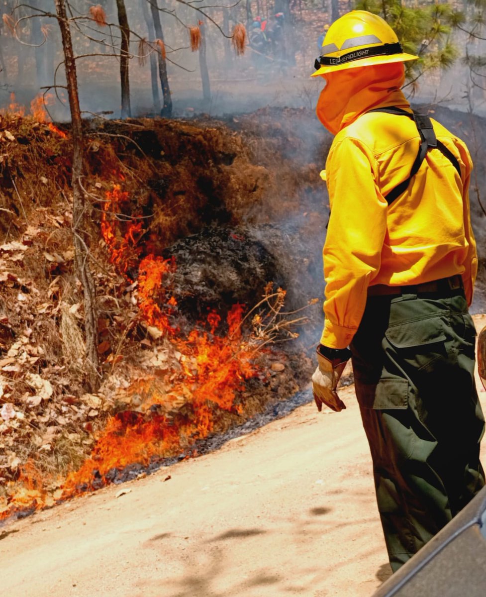 PROBOSQUE tweet media