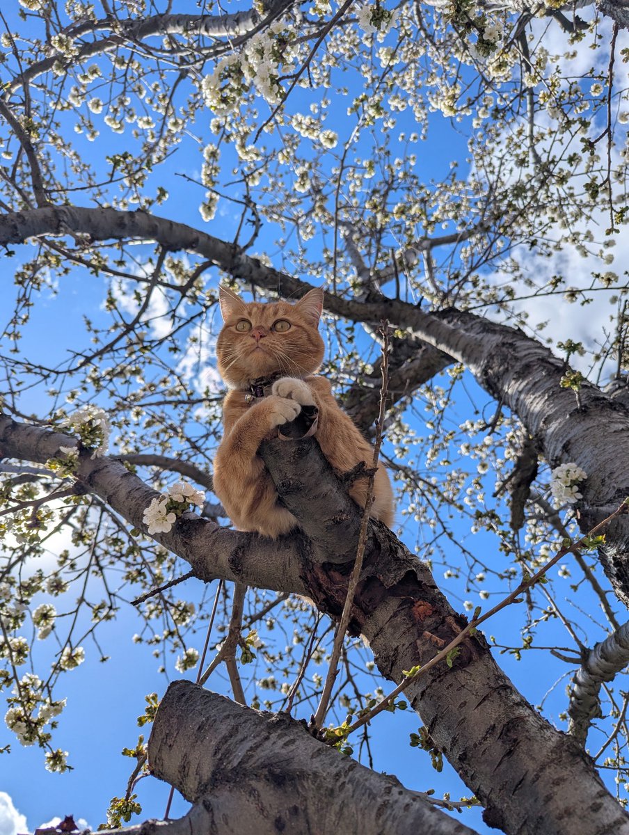 xsolringenx tweet media