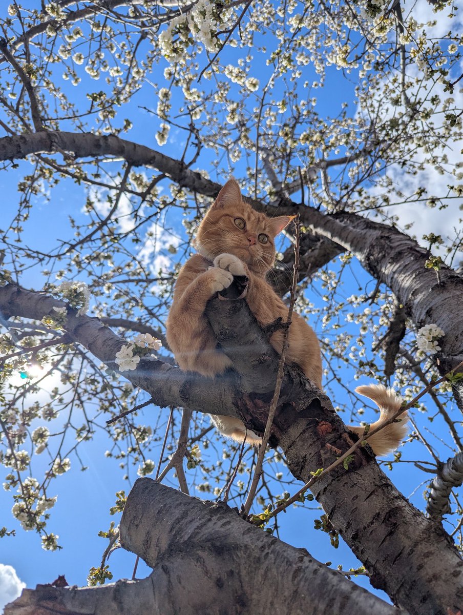 xsolringenx tweet media