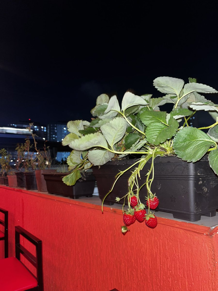 zona lets tweet media