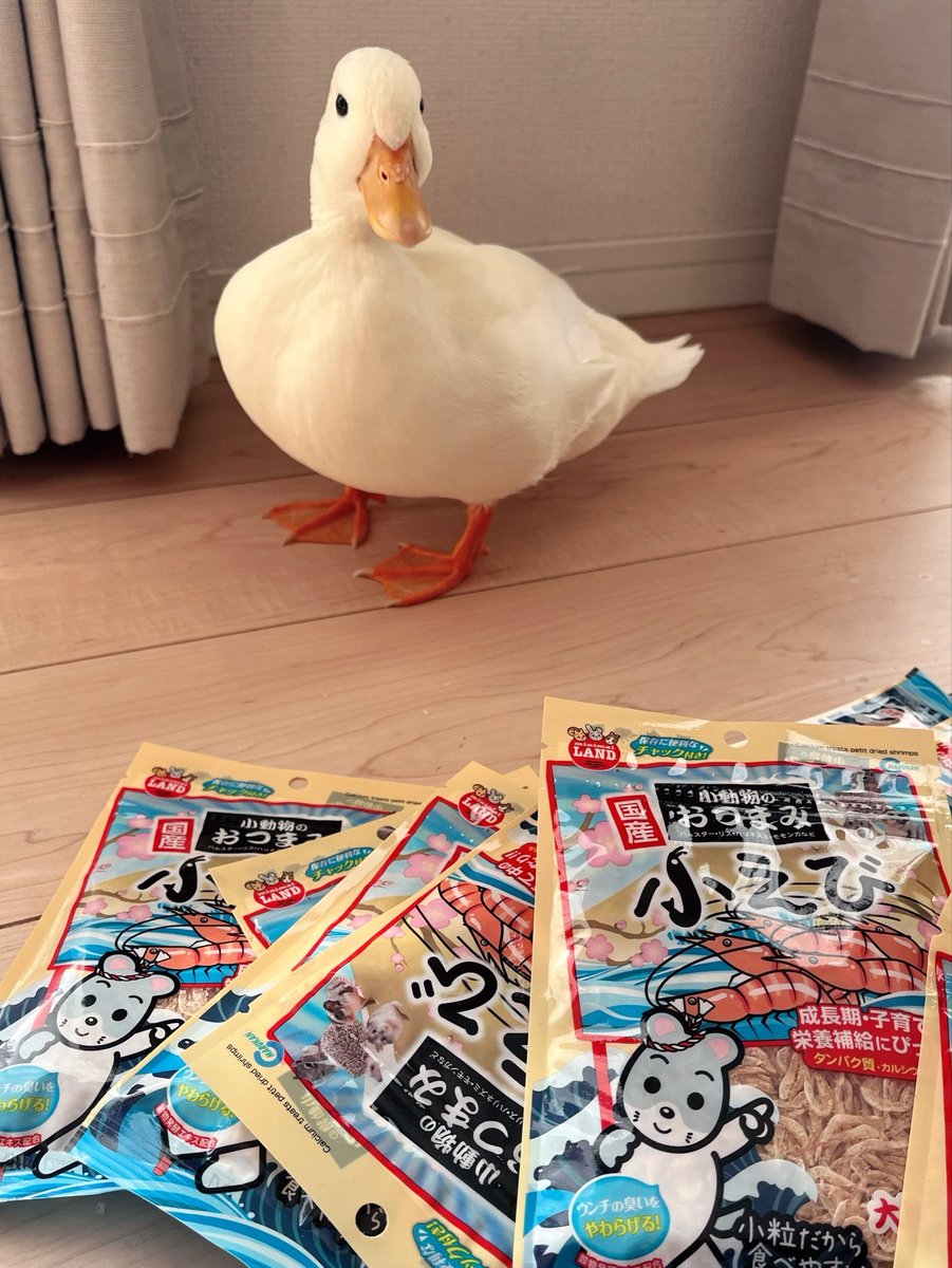 コールダックしろみと従者𓅰 tweet media