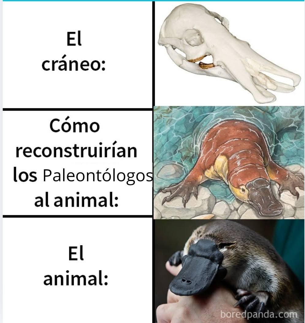 🇻🇪Pingu🇻🇪(COMMISSIONS OPENS) tweet media