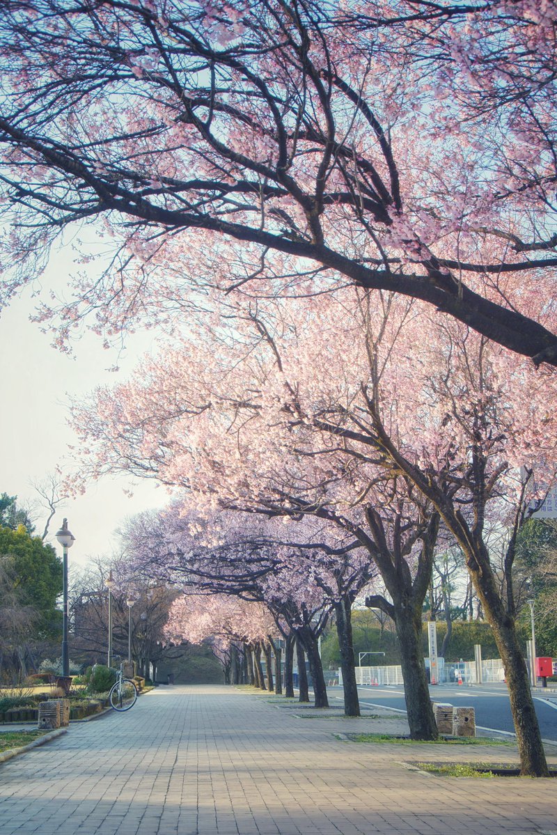 サツキ tweet media