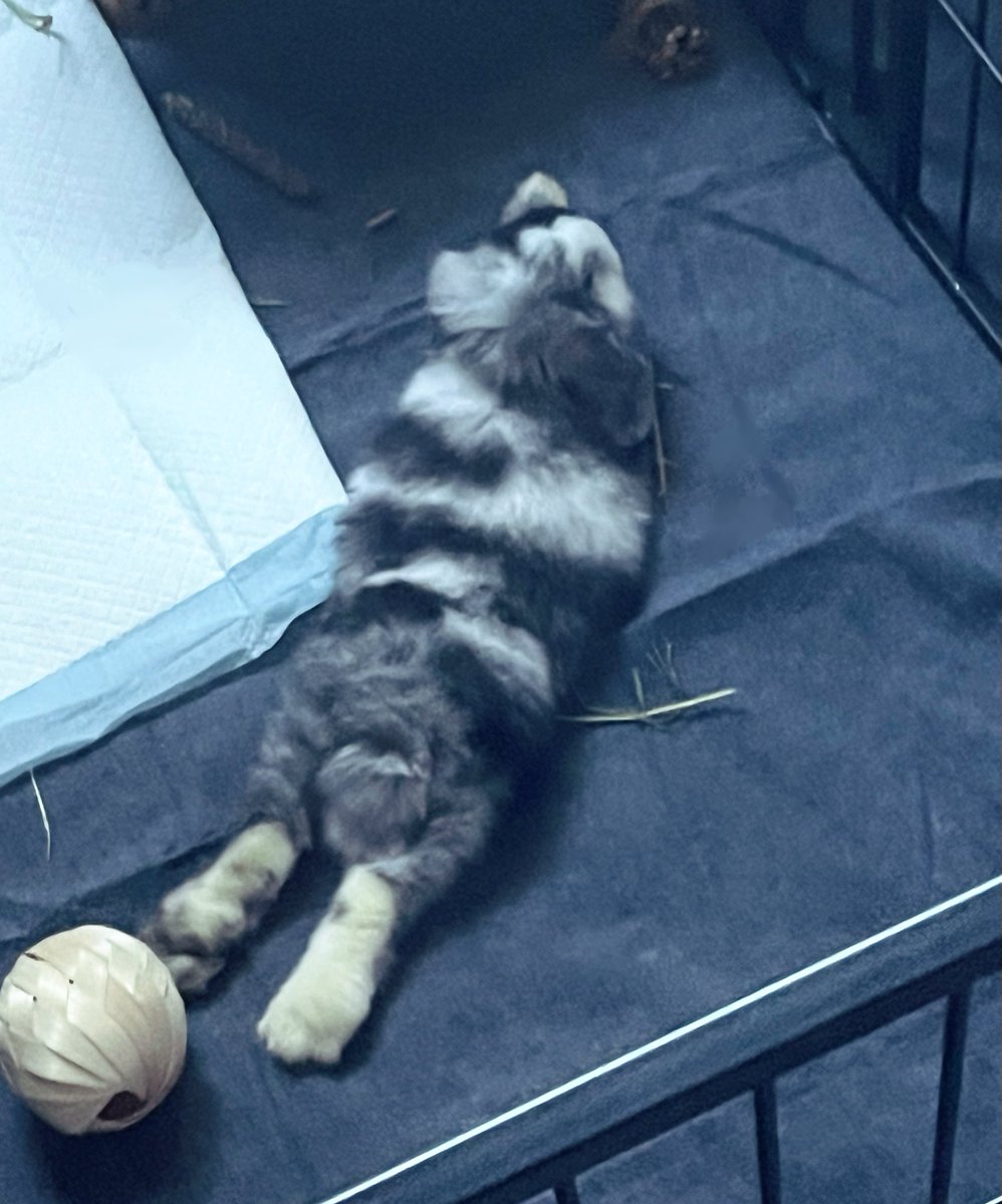 andlienz's tweet image. hi guys my shithead son is home and happy for those #curious he keeps trying to eat my carpet despite having 15 toys to chew so that’s why i’m calling him shithead 😆 (jk i love my son he does no wrong even if he chews my carpet.)