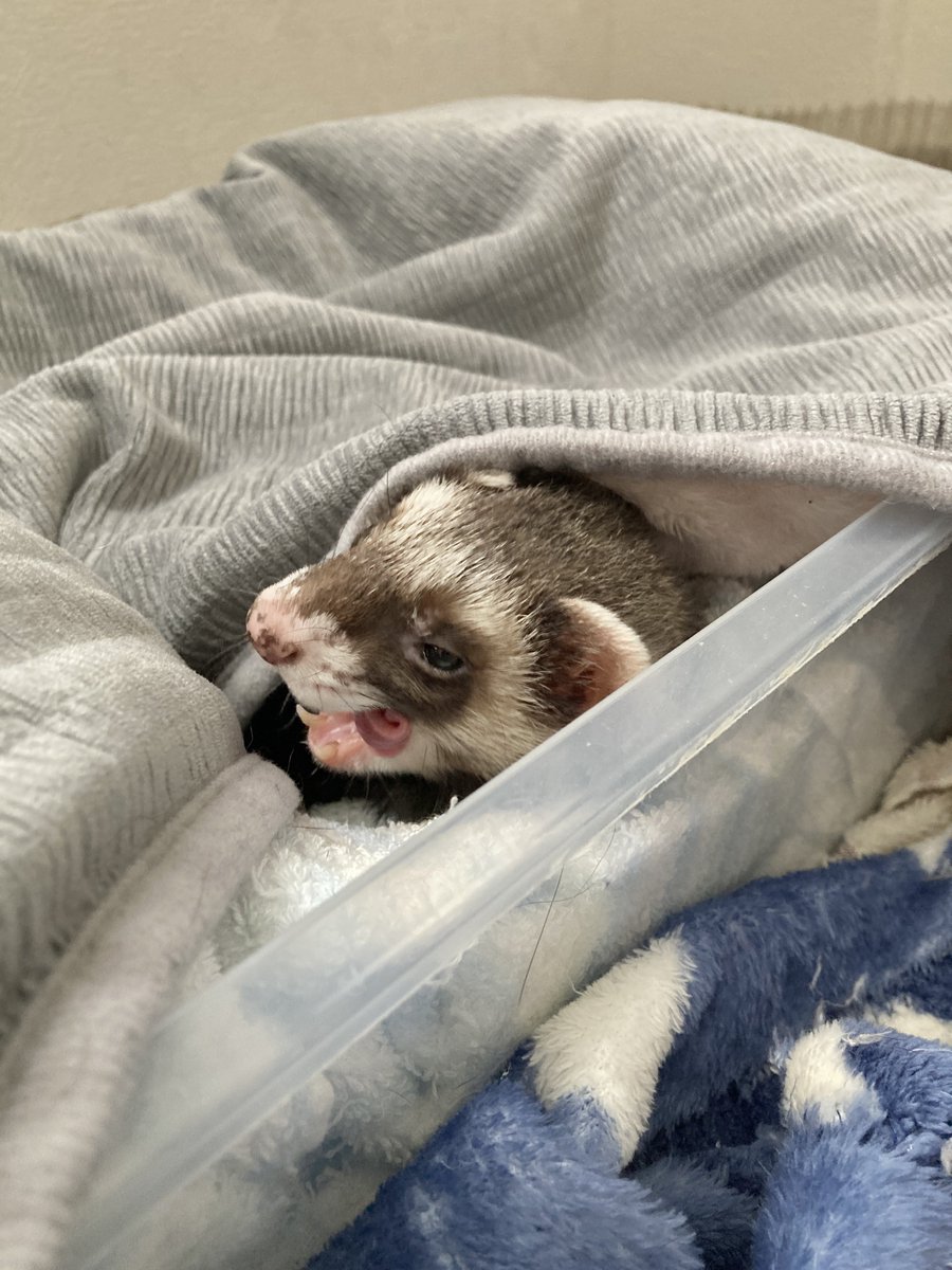 モフリーヌ tweet media