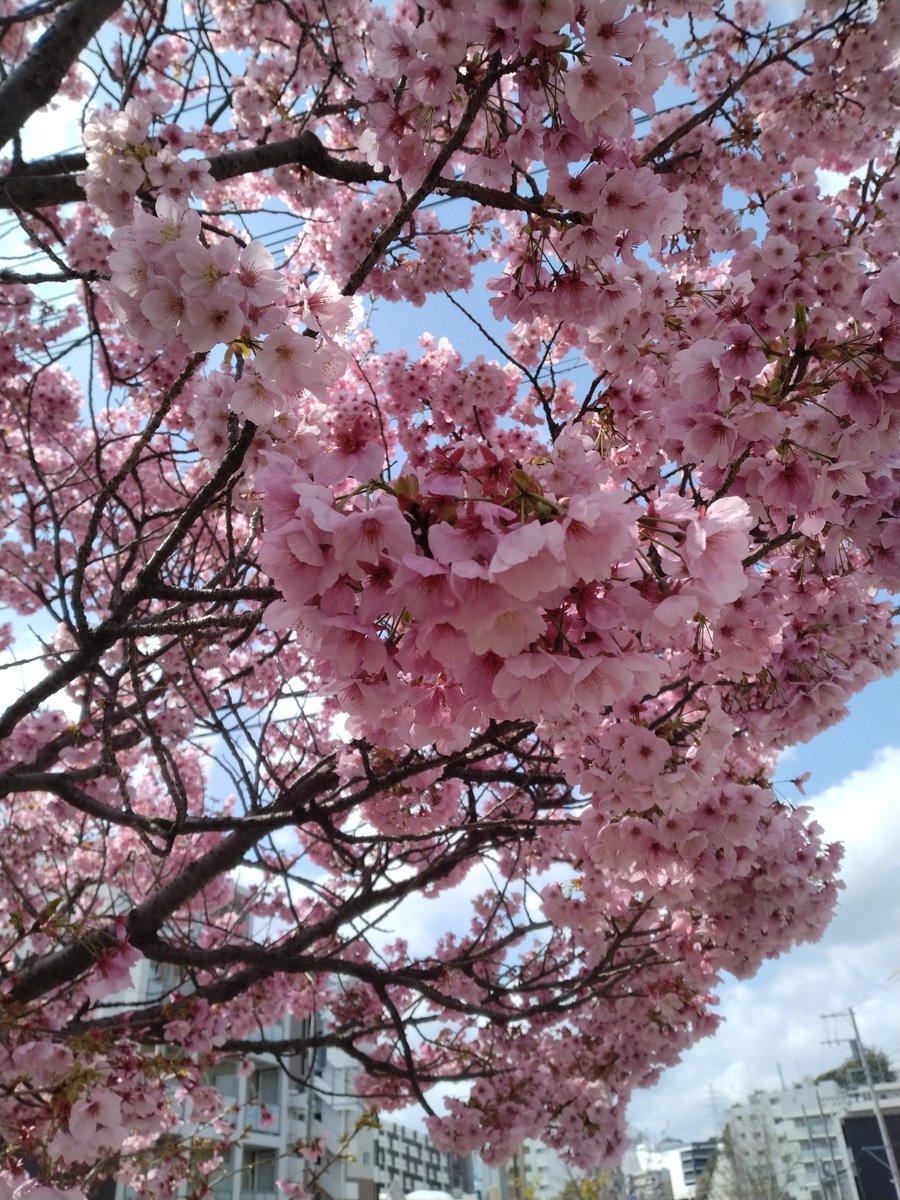 桜12ochi🌸🐋🏍🐺 tweet media