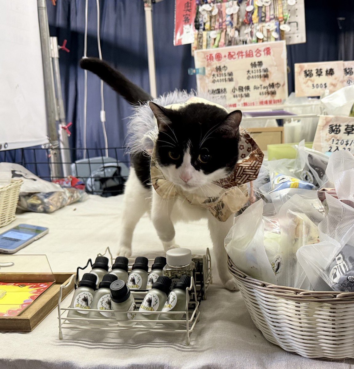 ねここ🐈🇹🇼 tweet media