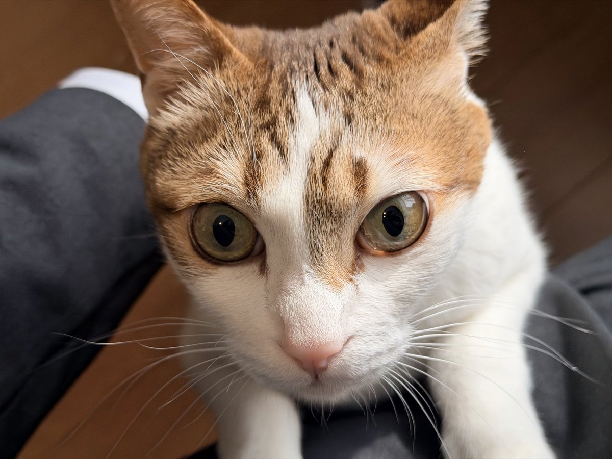 ちんぴょろ君 tweet media