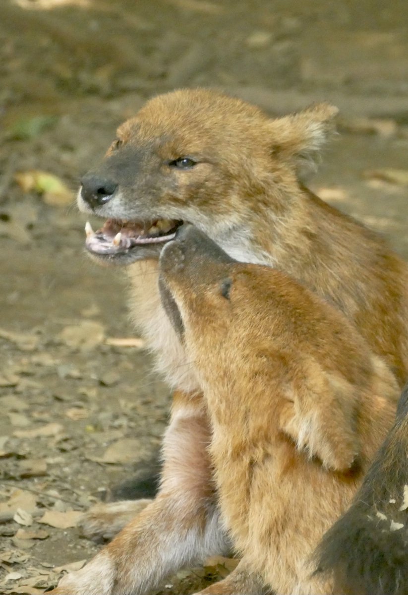 レムルゥ tweet media