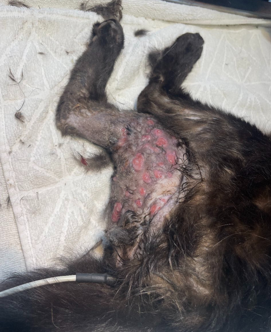 Sherry Miller tweet media