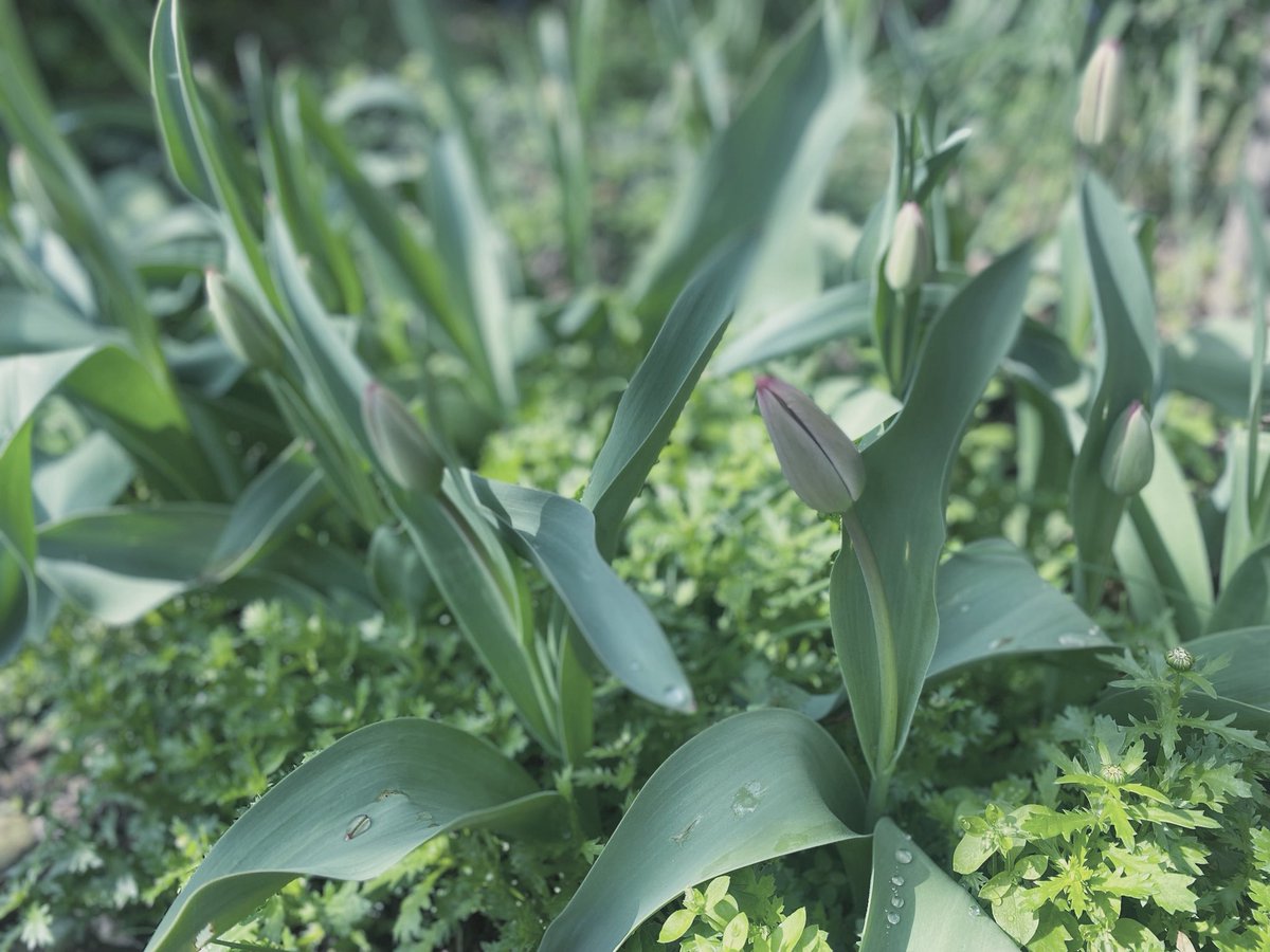 ayumu aizawa tweet media