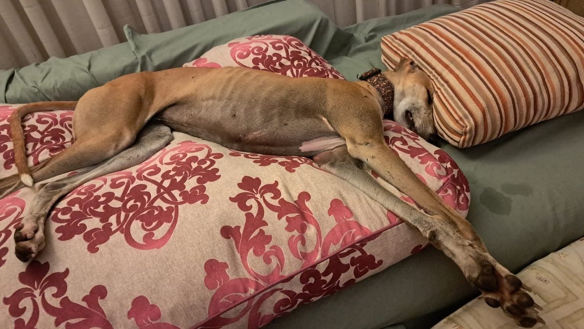 Galgo Leku tweet media