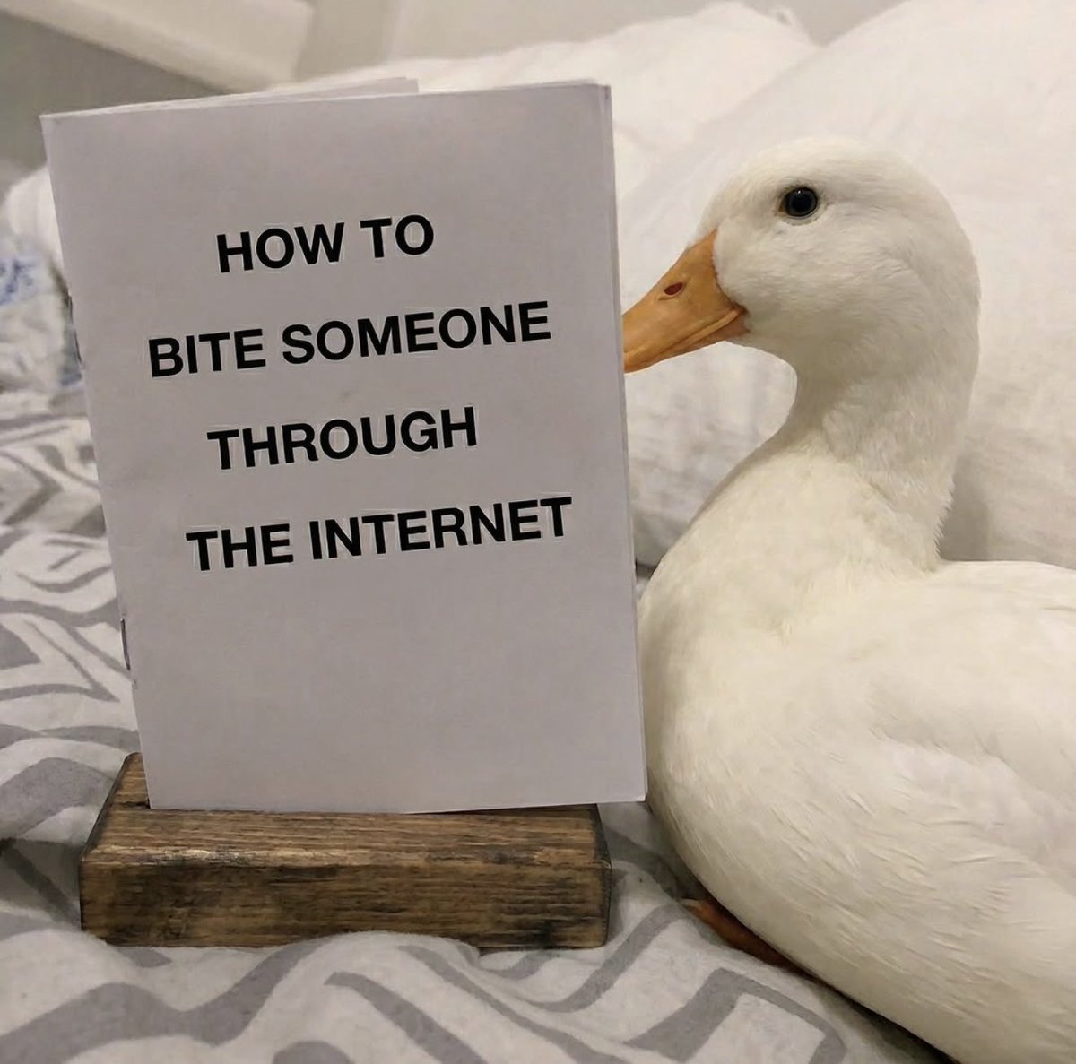 Out of Context Birds tweet media