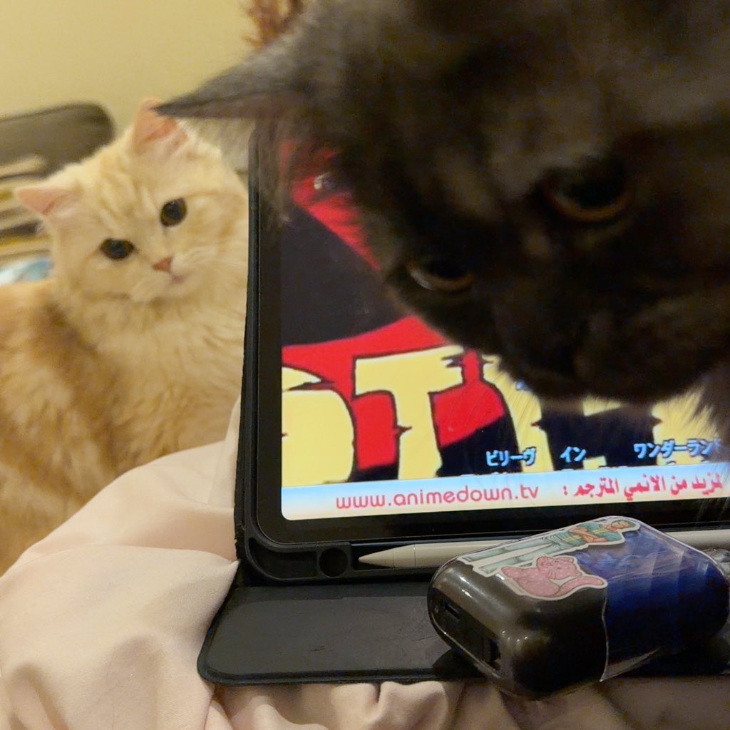 구미호 Loba tweet media