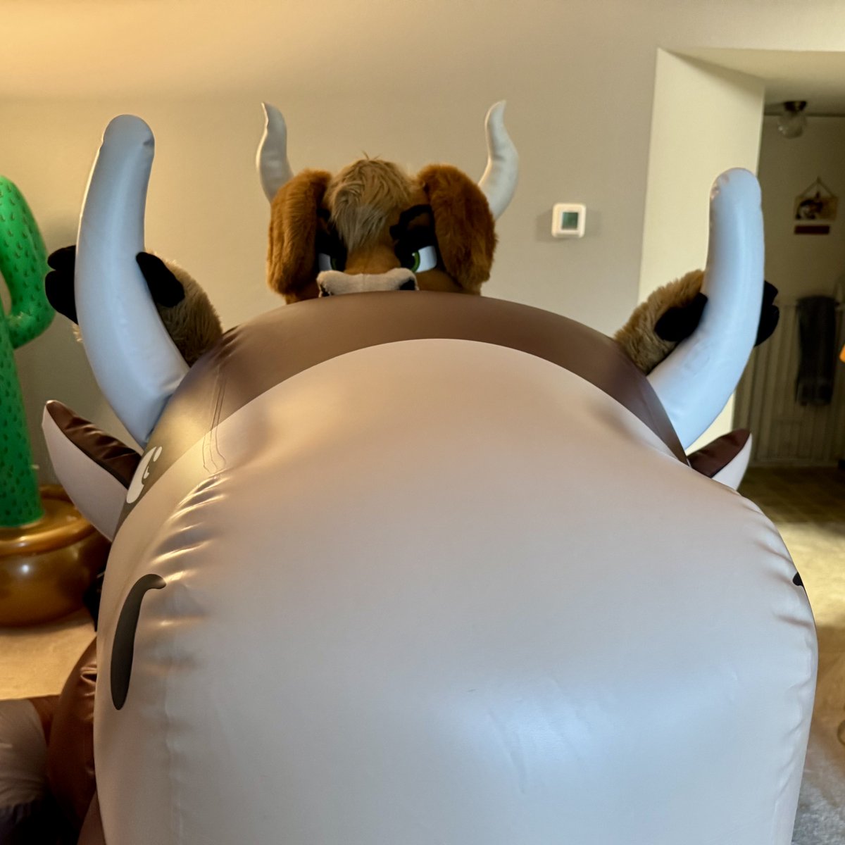 bentobull.bsky.social tweet media