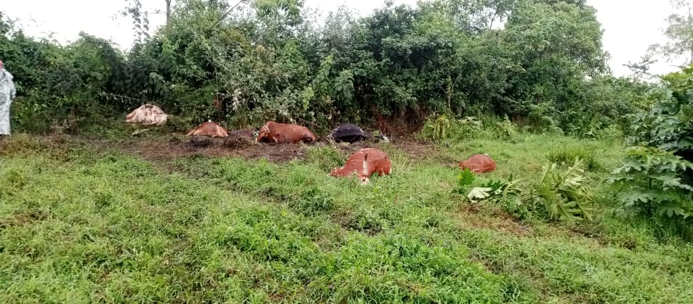 Alex Mvuka, Ph.D. tweet media