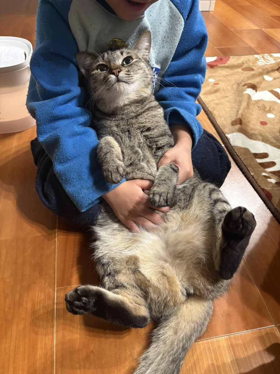 すずつむふう【我が家の可愛い猫’s】 tweet media