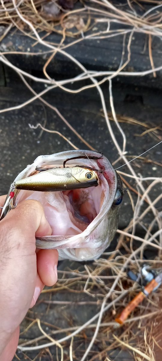 幸手の人【バス釣り】 tweet media