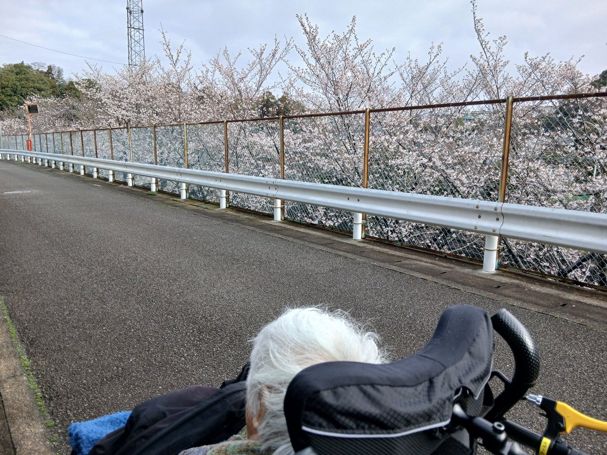 桜を見に行った。
おはようございます☕