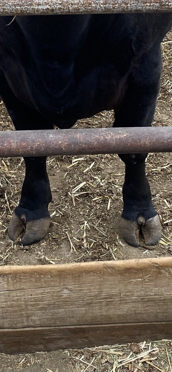 Black Swan Cattle Co. tweet media