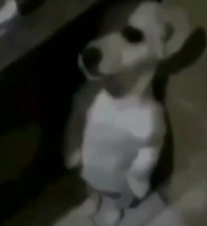 mavis 🪭 vai ver o bts tweet media