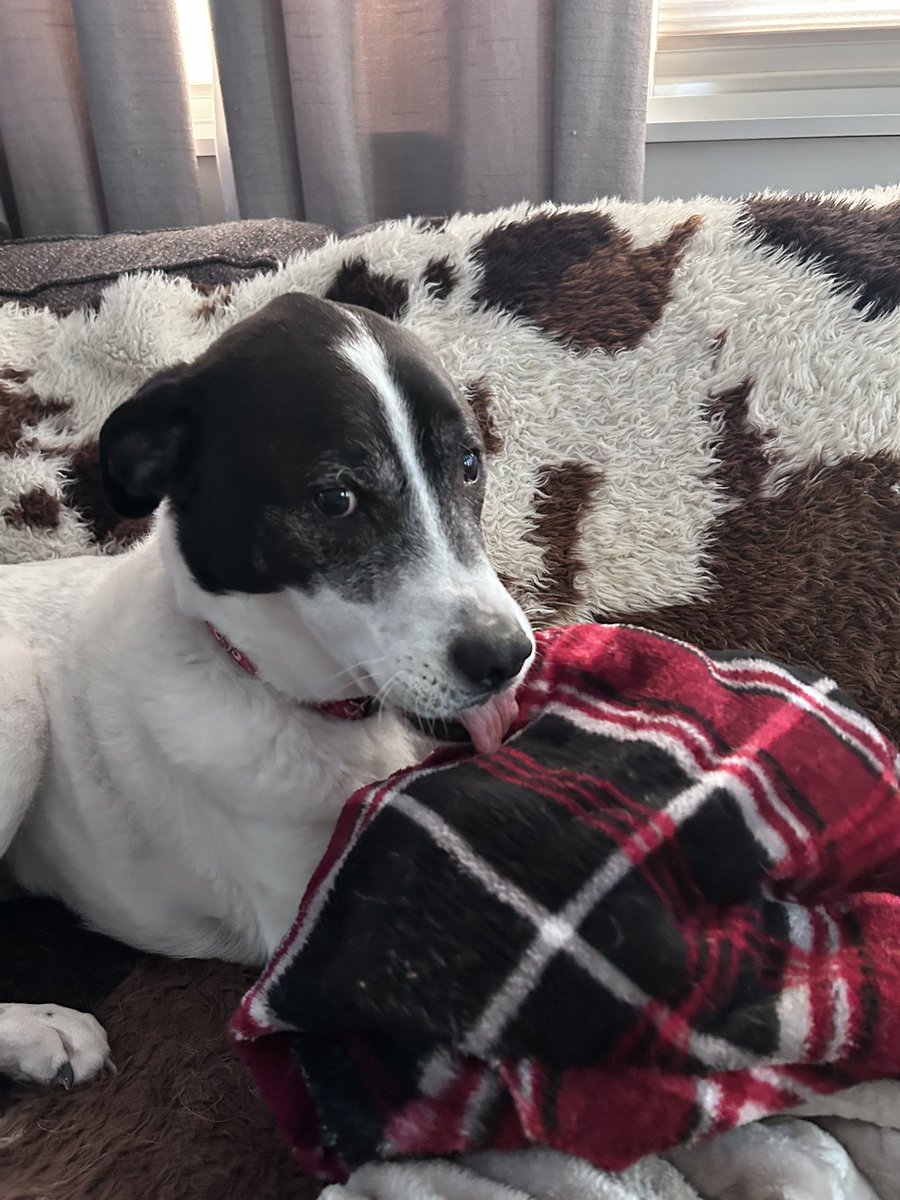 rachael anne ❤️🔥💛🌈🐍🐝✨ tweet media