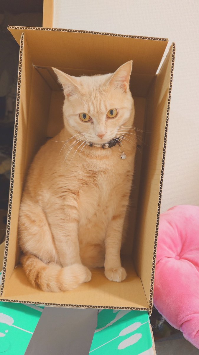 加賀ﾏﾈｼﾞｬ tweet media