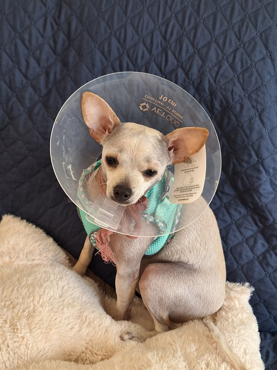 DaRThDerPo tweet media