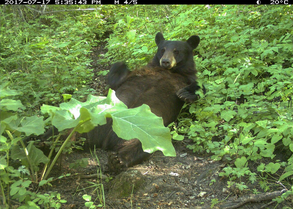 trailcam tweet media