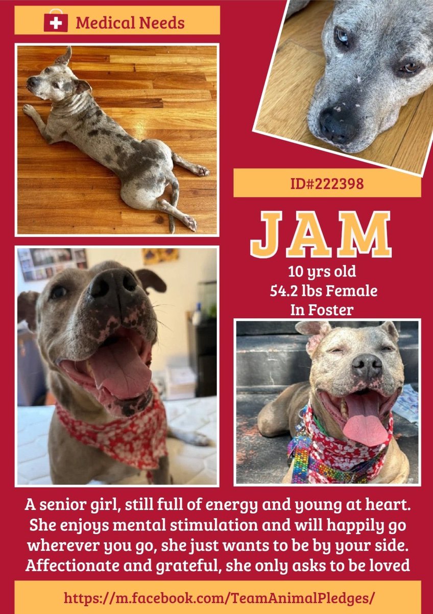 Amber, Belle & Kingston 🐾 tweet media