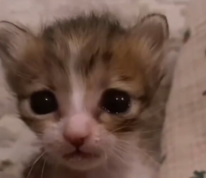 Gabi🪽 tweet media