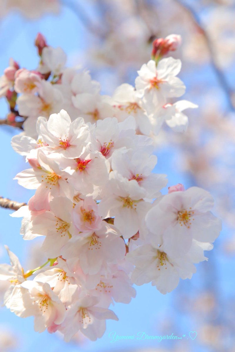 夢美🎀*˘◡˘* ˚·̩̩̥˚̩̥̩̥*̩̩͙🌸 tweet media