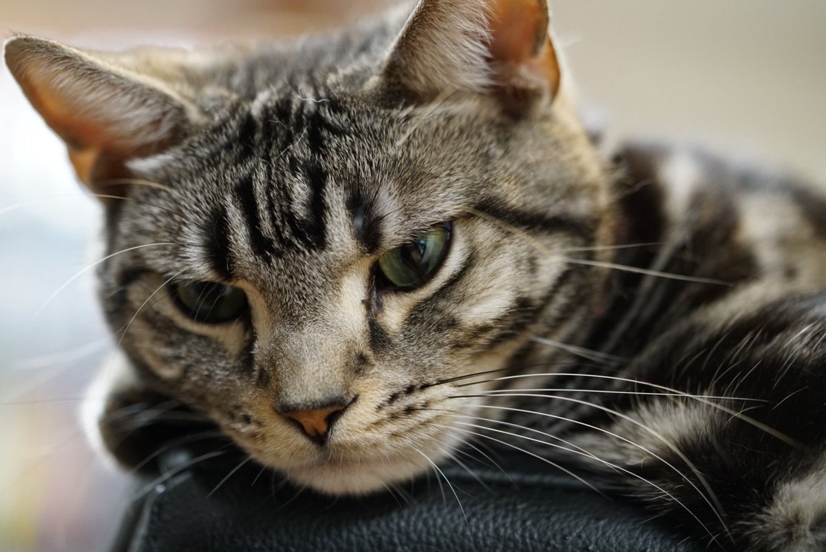 バロンさん tweet media