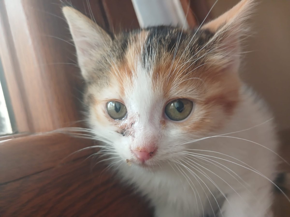 Filizzyyll tweet media