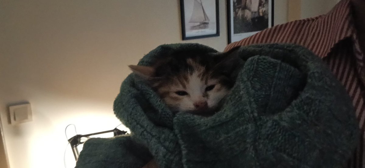 Filizzyyll tweet media