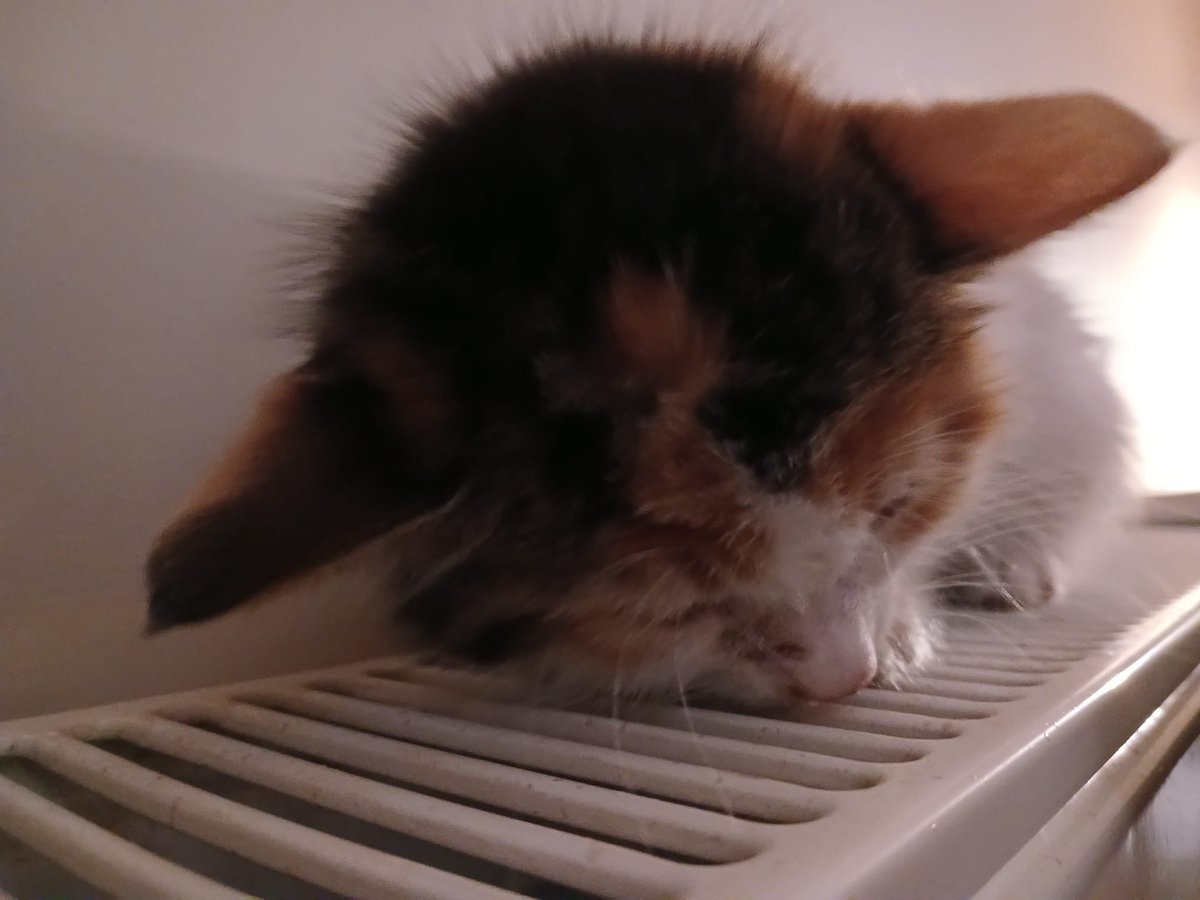 Filizzyyll tweet media