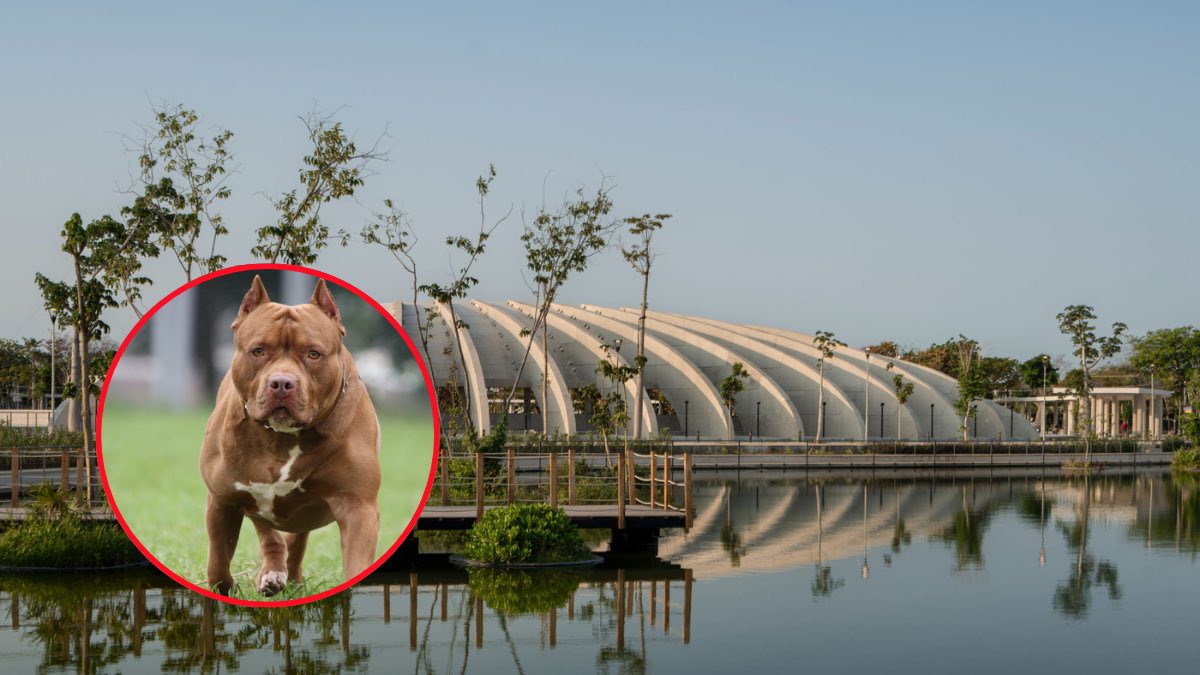 Un Pelaná cualquiera tweet media