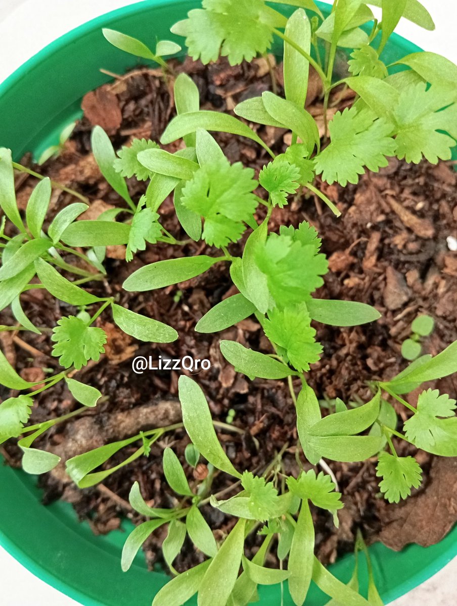 Hanya Seorang Wanita tweet media