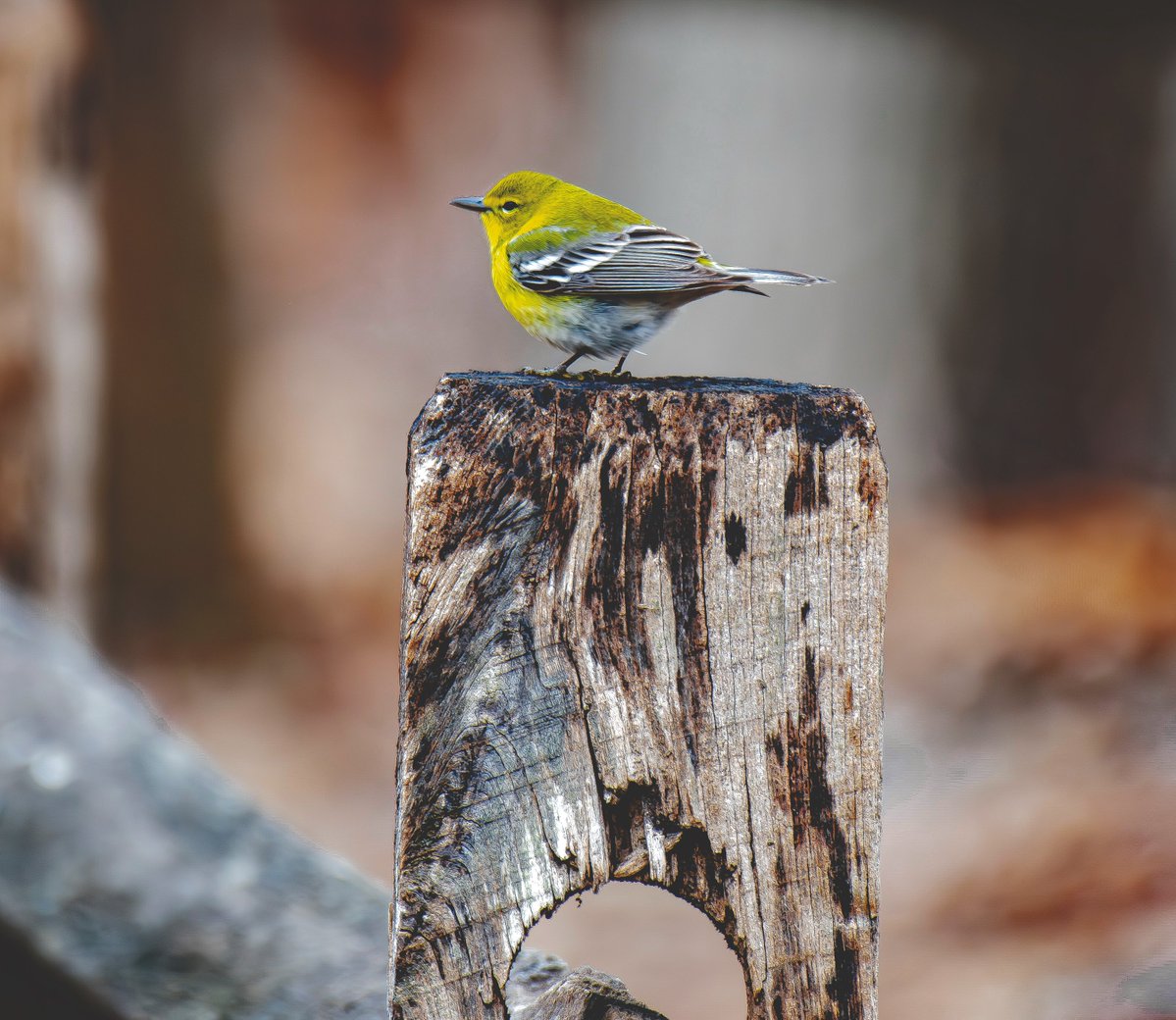 William Murray tweet media