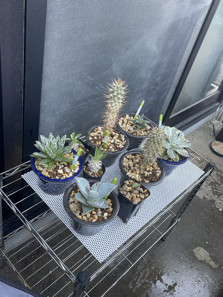 へびとさかな、時々だいすけ/YouTube ch tweet media