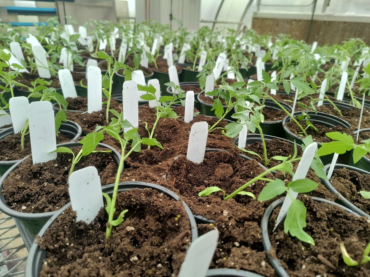 portlandffa's tweet photo. The greenhouse is bursting with color right now

Quick update: our ferns are a bit behind this season—still looking good, just not at their usual size yet. We’re working on it!

Opening Day: April 18 — can’t wait to see you!
 
@PortlandCte
@SumnerCountyCTE
@PrincipalofPHS https://t.co/SquXrnYQ1J